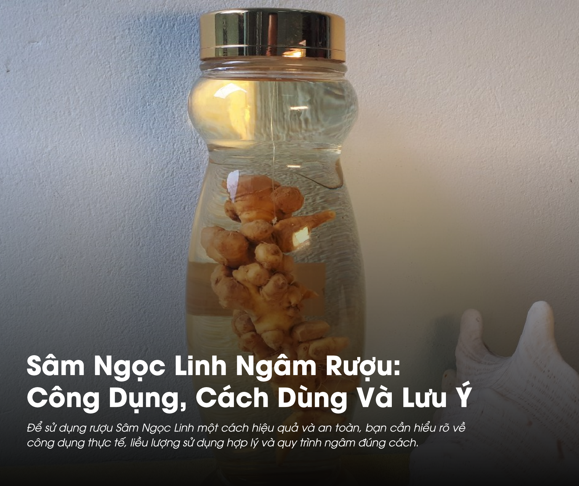 Sâm Ngọc Linh ngâm rượu là thức uống tốt cho sức khỏe