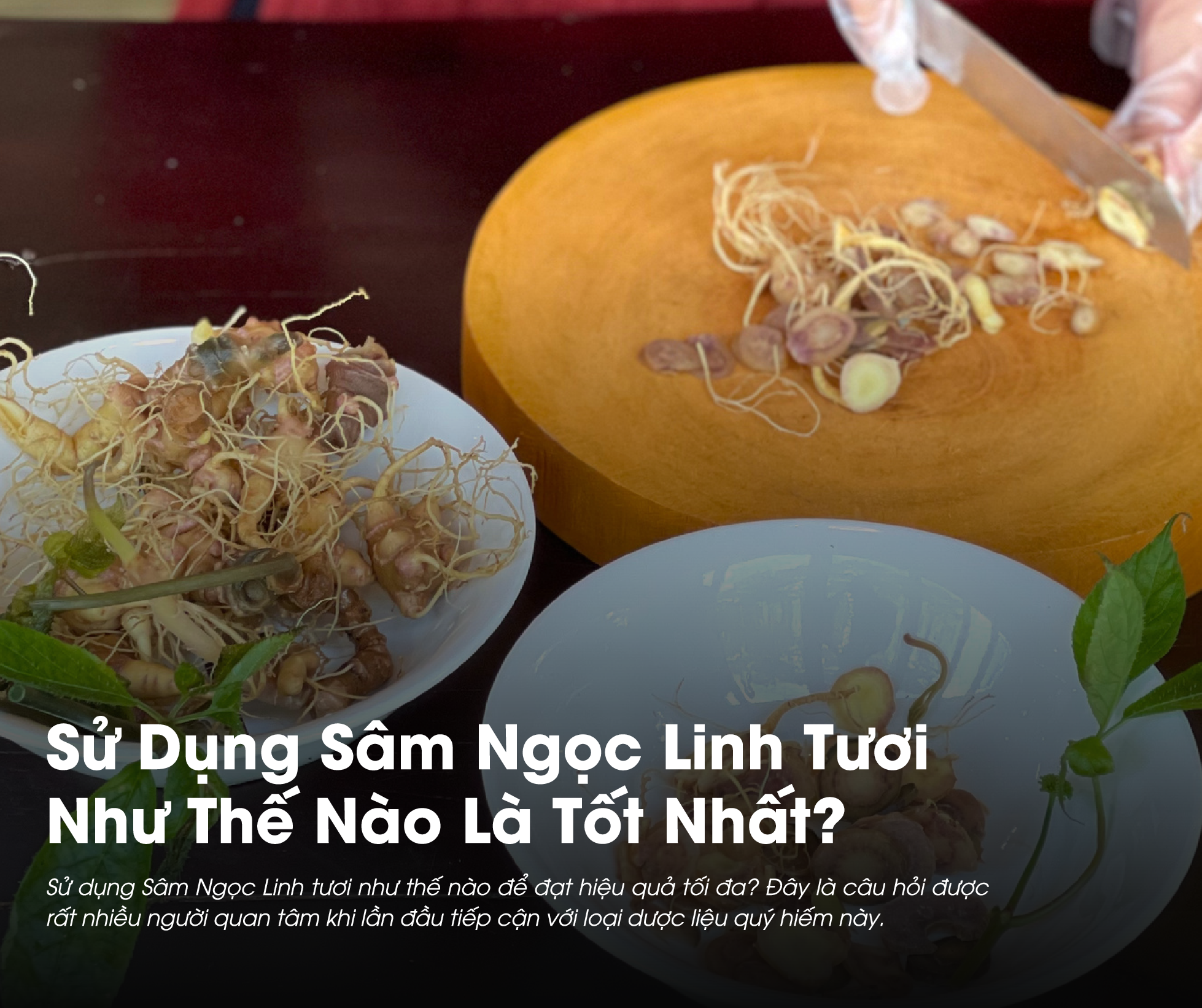 Nhiều người hỏi Sử Dụng Sâm Ngọc Linh tươi thế nào để hiệu quả