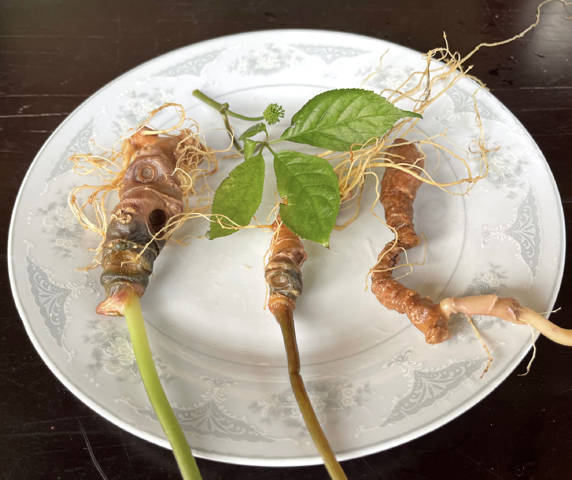 Việc sử dụng Sâm Ngọc Linh tươi đúng cách sẽ tốt cho cơ thể