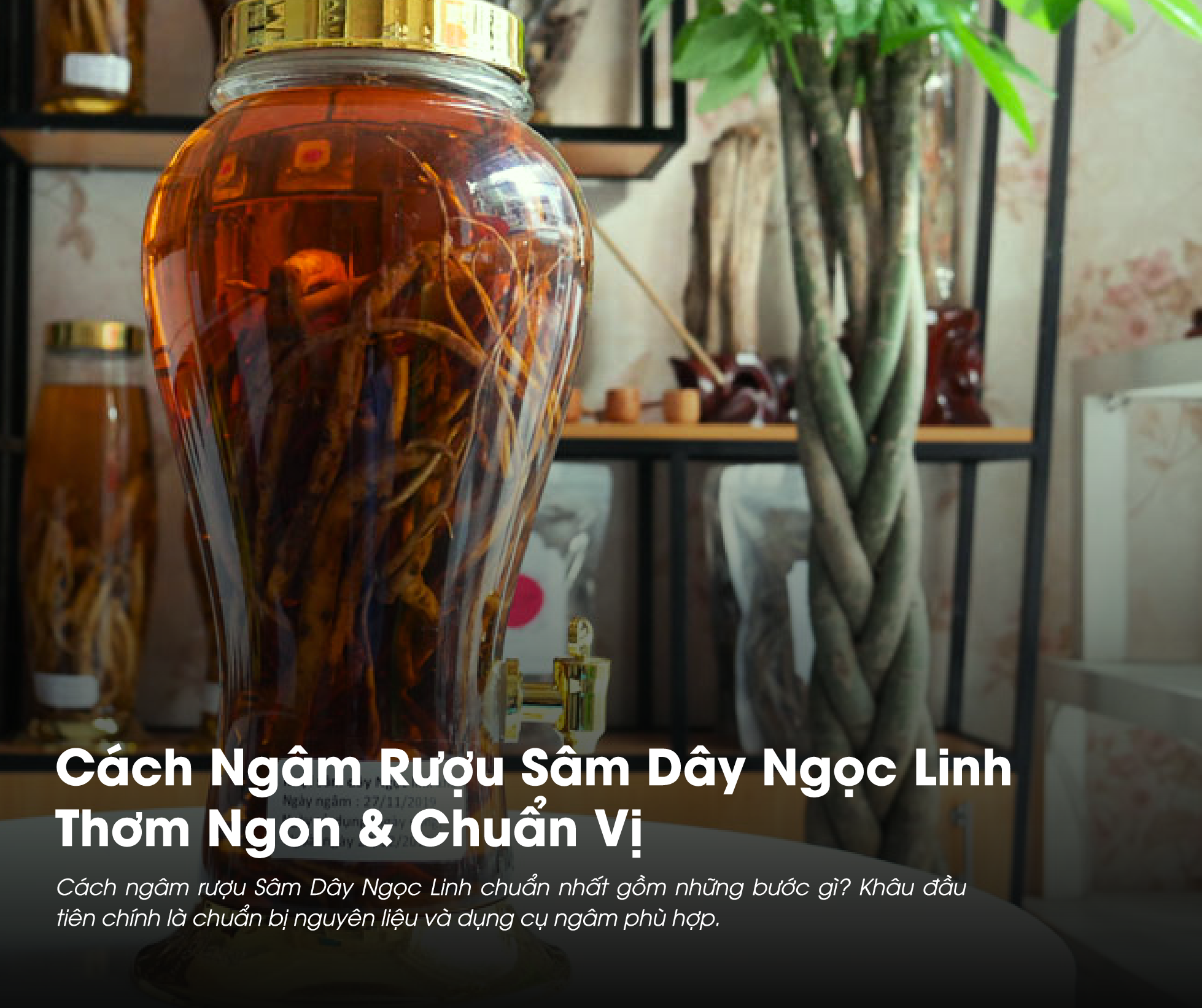 Nhiều người thường thắc mắc cách ngâm rượu Sâm Dây Ngọc Linh