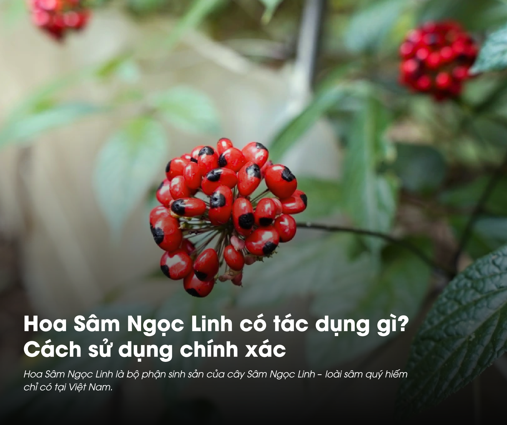 Hoa Sâm Ngọc Linh có tác dụng gì thường là thắc mắc của nhiều người