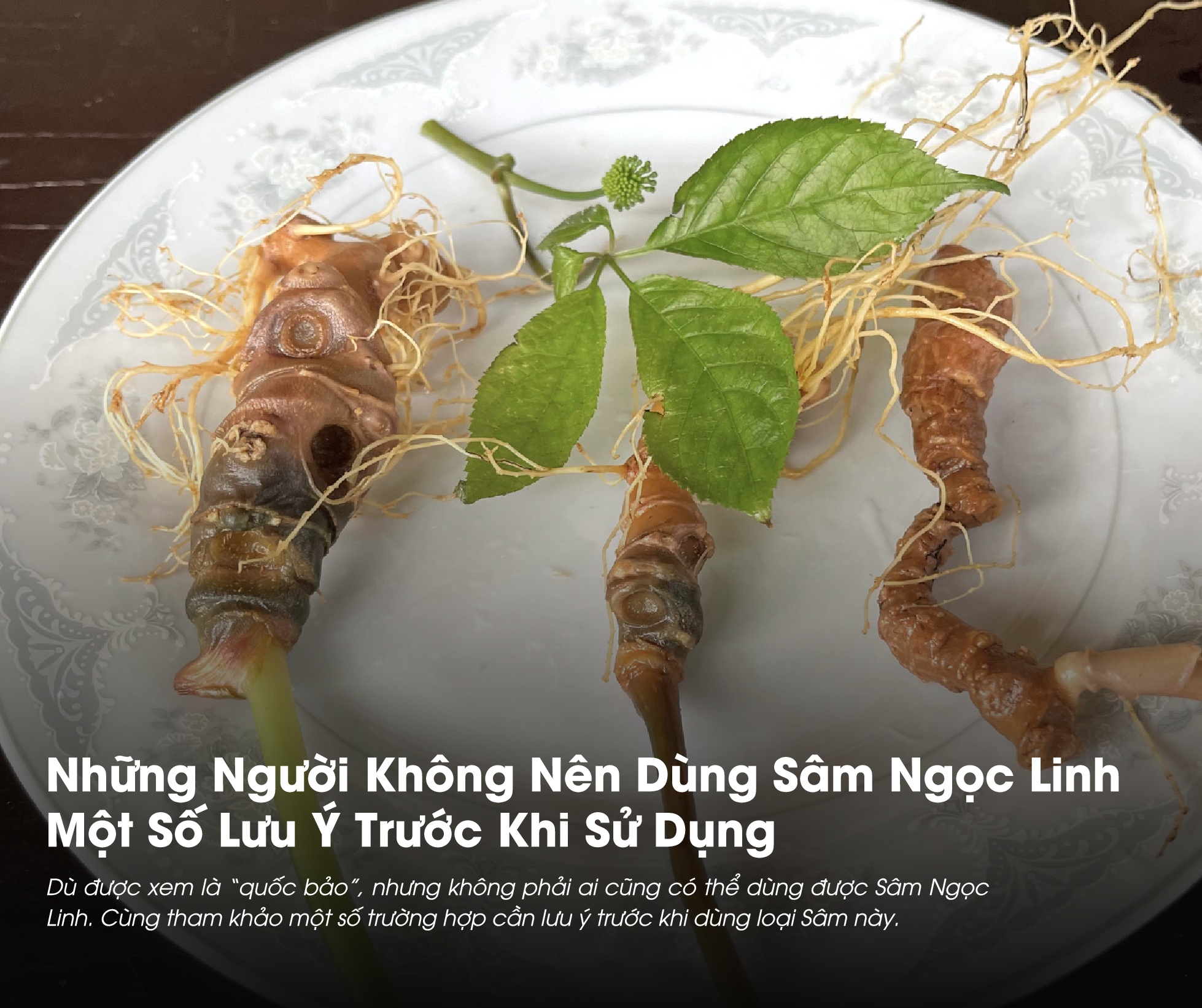 Nên tìm hiểu về những người không nên dùng Sâm Ngọc Linh