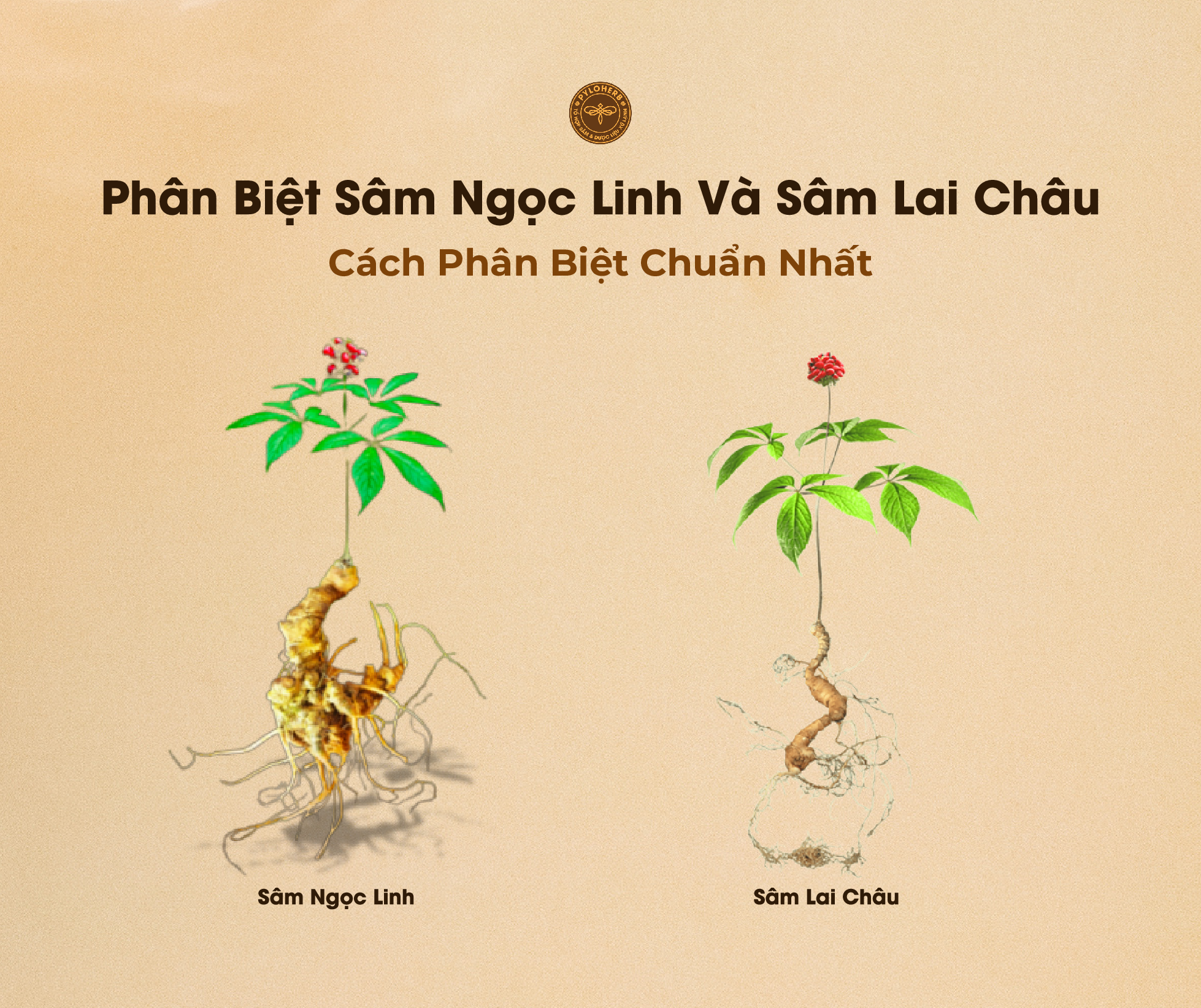 Nhiều người thường thắc mắc về việc phân biệt Sâm Ngọc Linh và Sâm Lai Châu