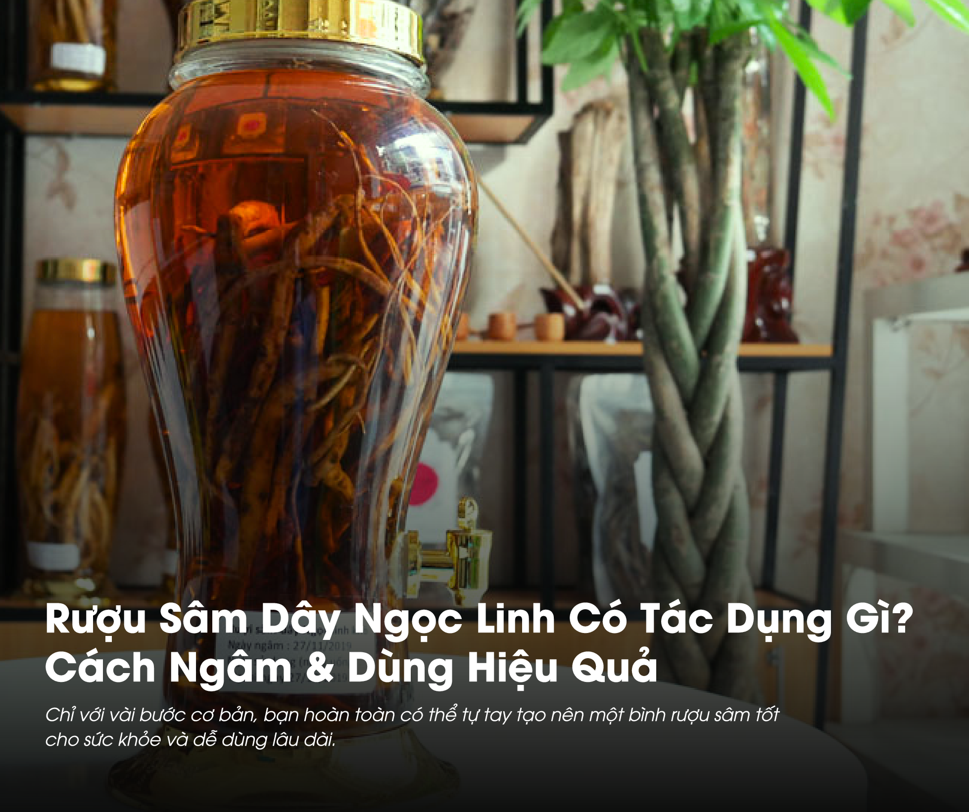 Rượu Sâm Dây Ngọc Linh có tác dụng gì là điều mà nhiều người thắc mắc