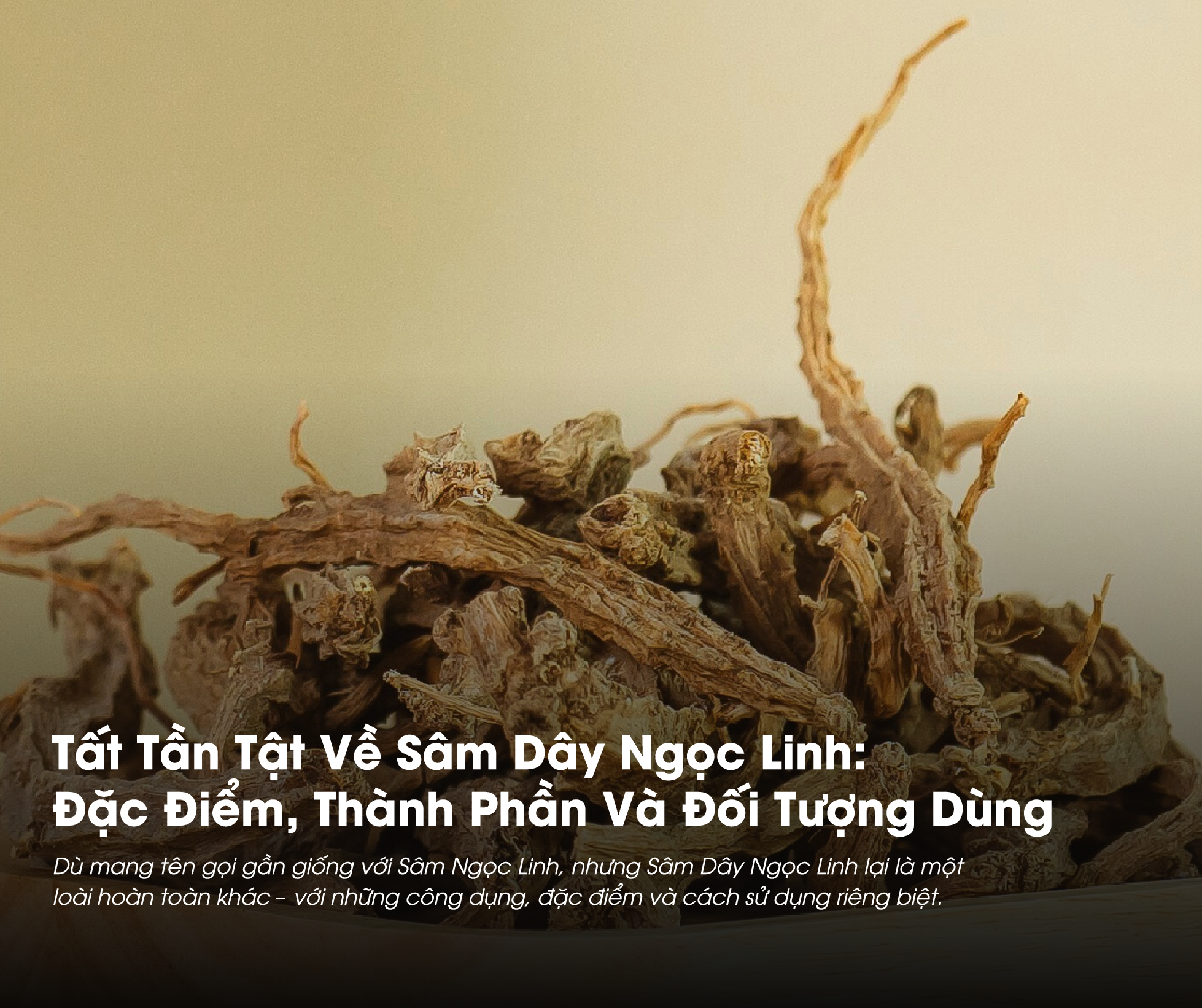Sâm Dây Ngọc Linh có nhiều công dụng với sức khỏe