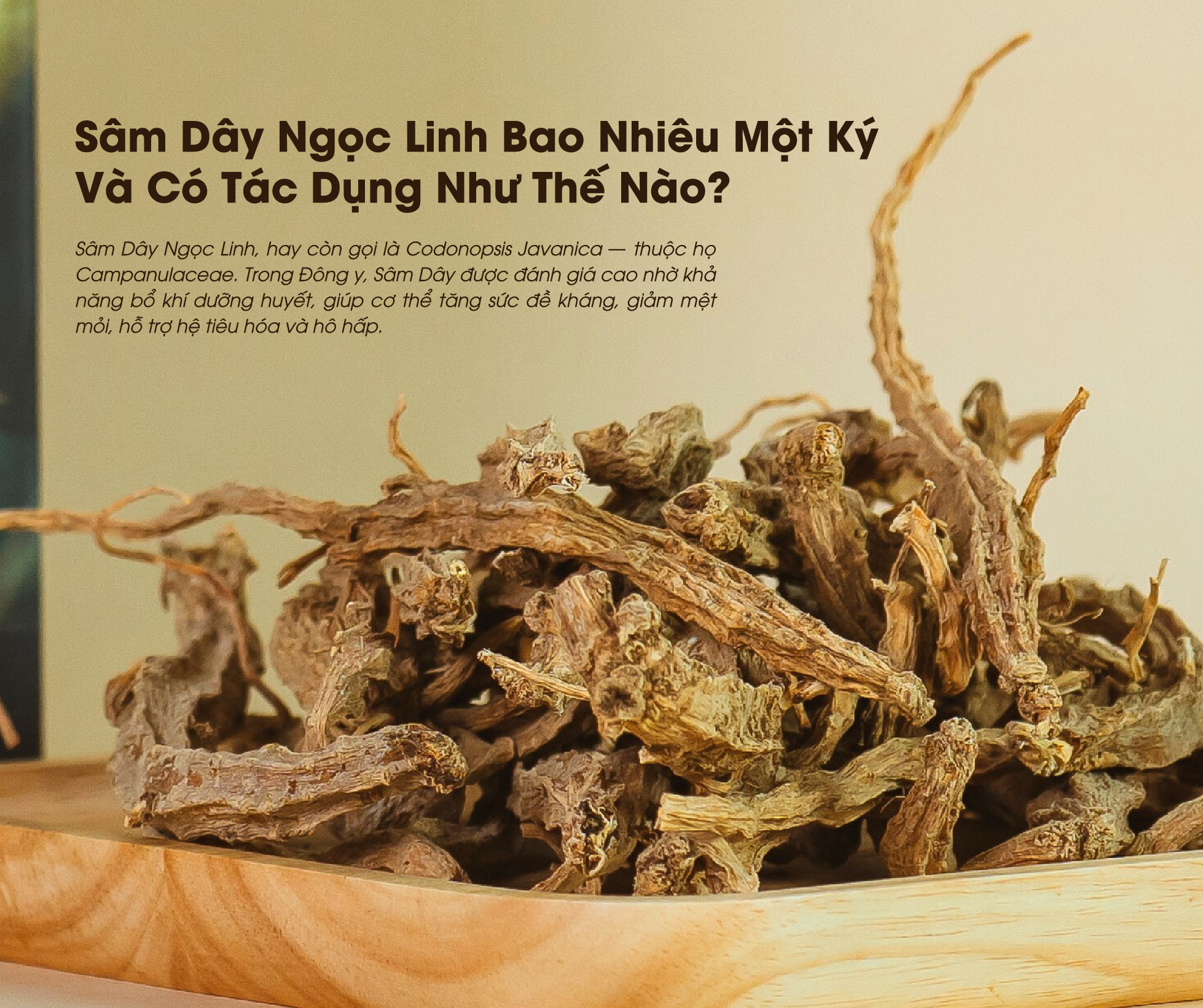Sâm Dây Ngọc Linh bao nhiêu một ký là thắc mắc của nhiều người