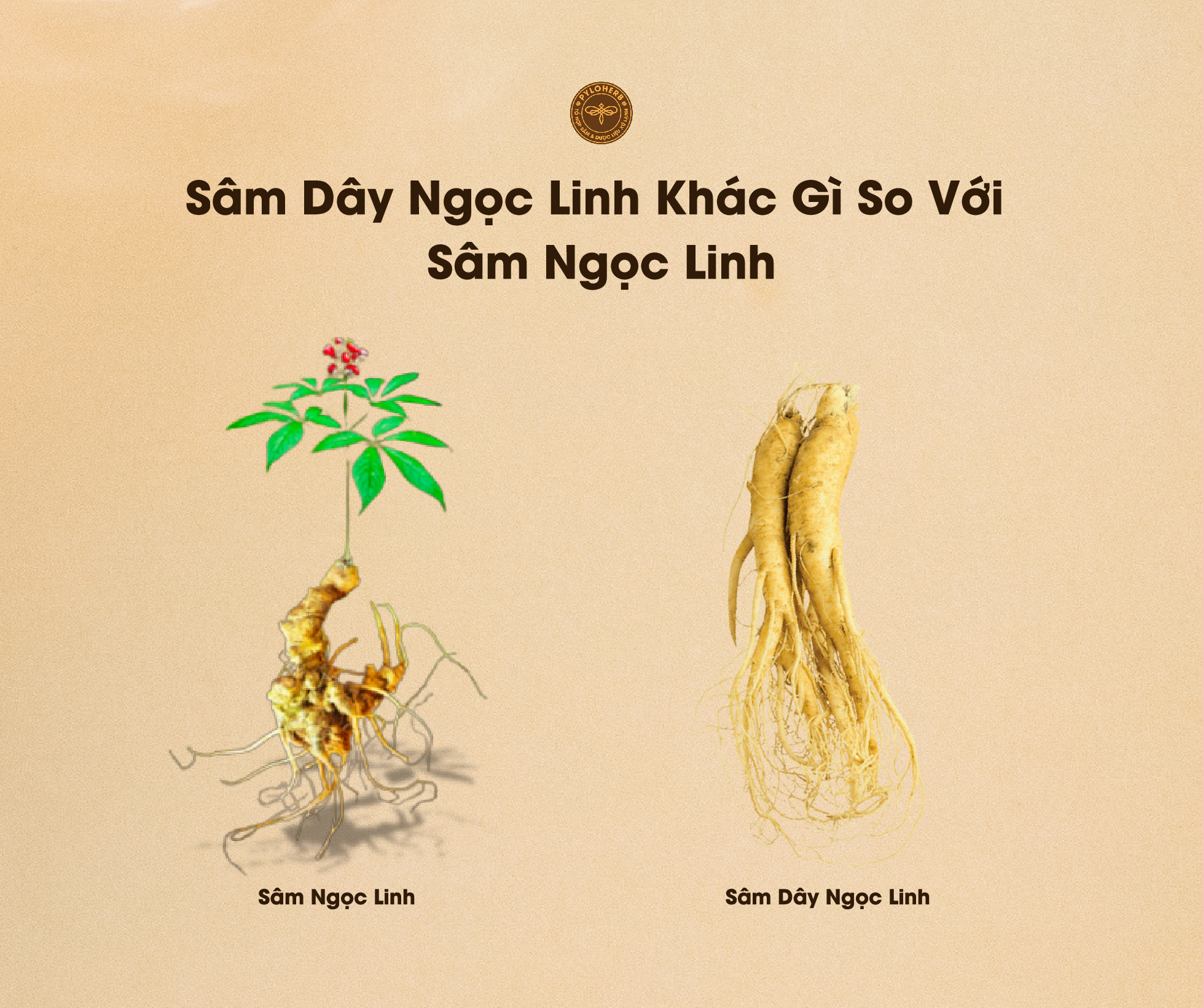 Sâm Dây Ngọc Linh khác Sâm Ngọc Linh ở nhiều điểm