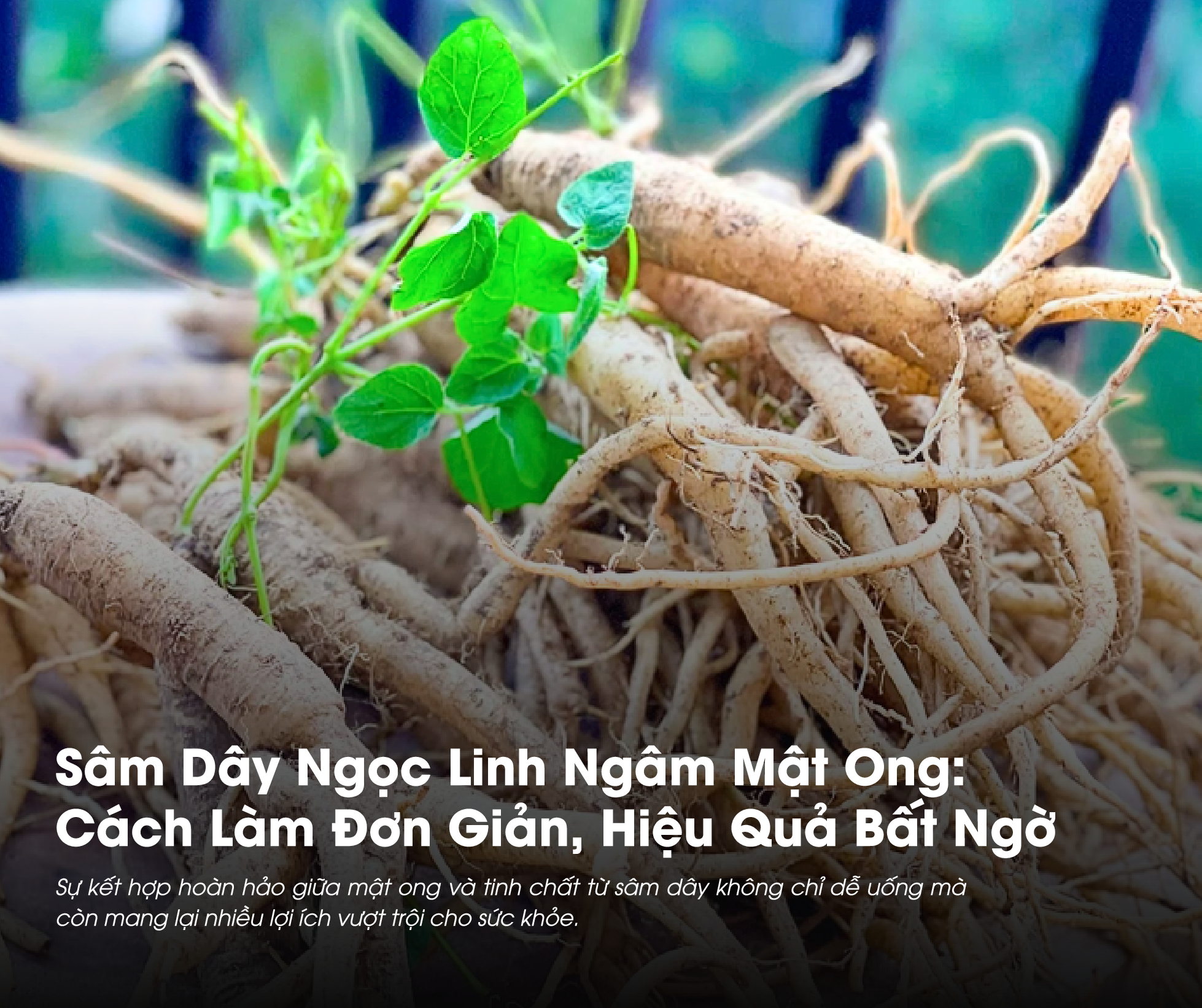 Sâm Dây Ngọc Linh ngâm mật ong mang nhiều công dụng cho sức khỏe