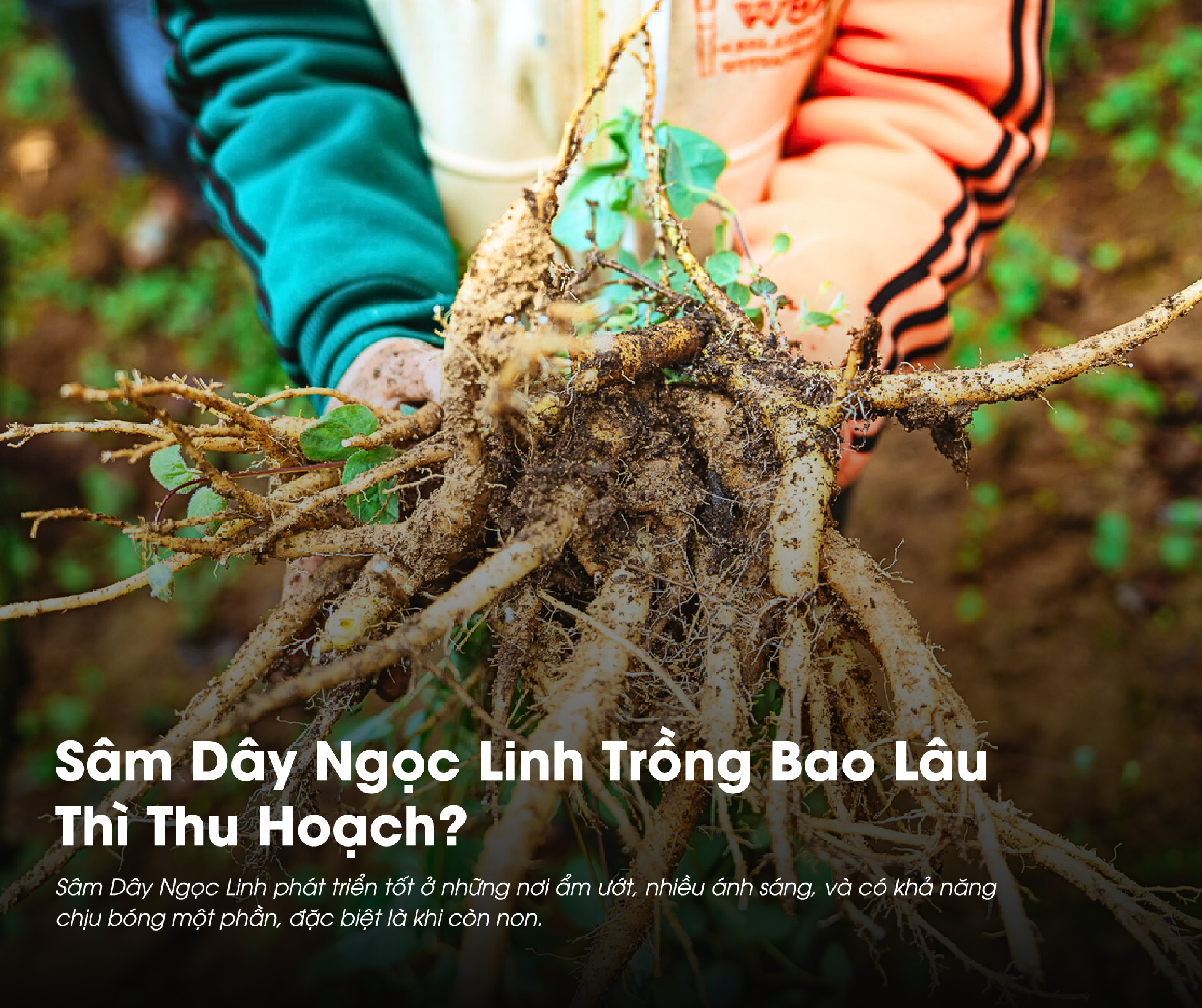 Sâm Dây Ngọc Linh trồng bao lâu thì thu hoạch là thắc mắc của nhiều người