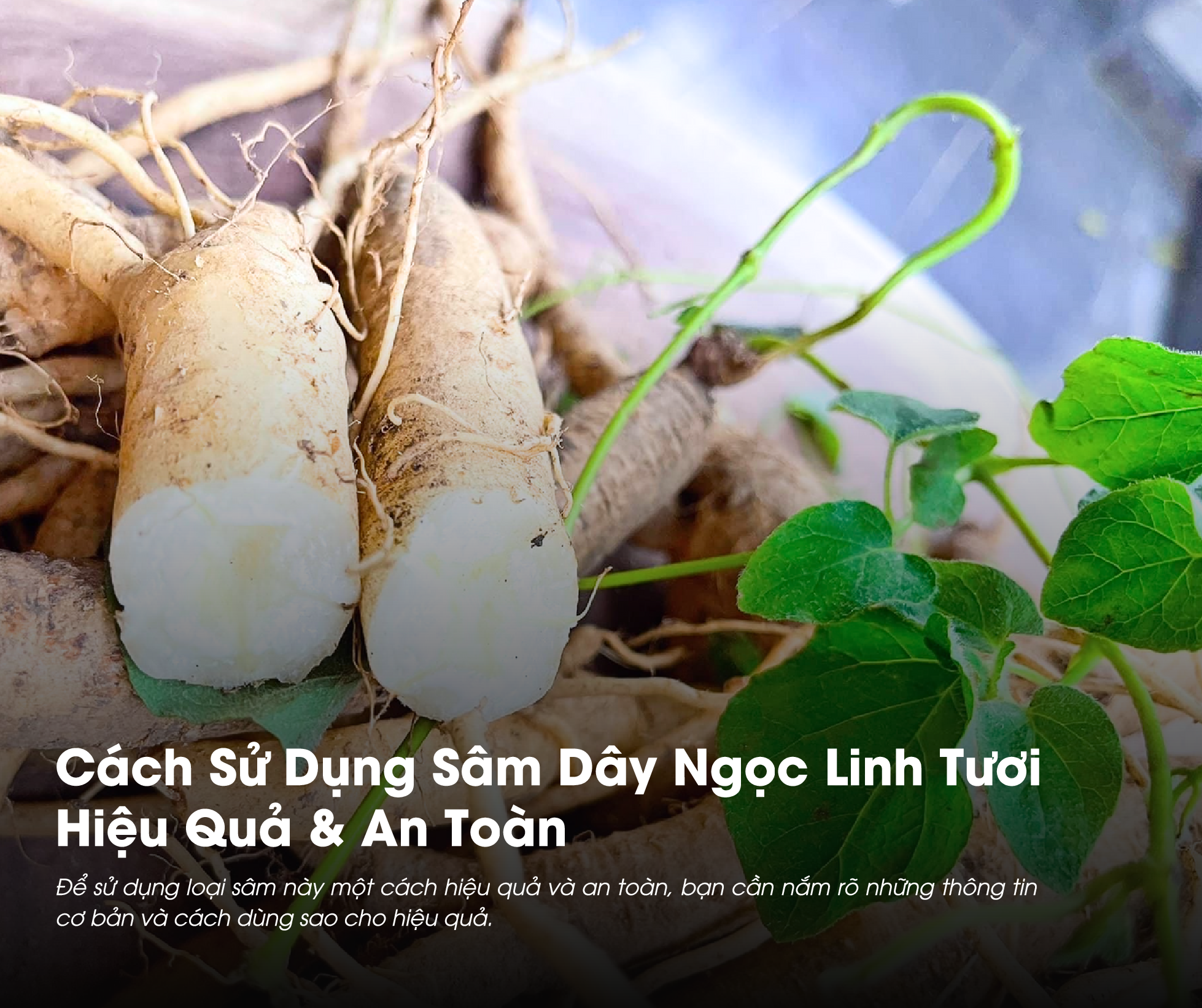 Sâm Dây Ngọc Linh Tươi có thể được dùng để bồi bổ sức khỏe rất tốt