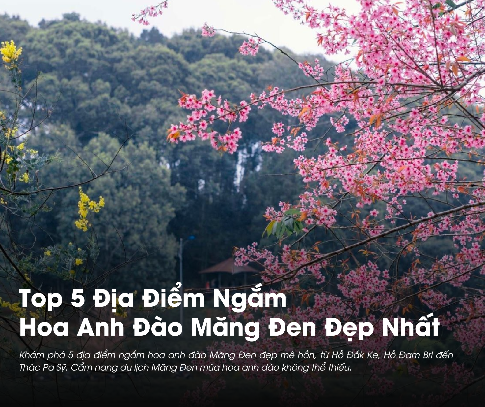 Hoa anh đào là một trong những "đặc sản" không thể bỏ lỡ của Măng Đen