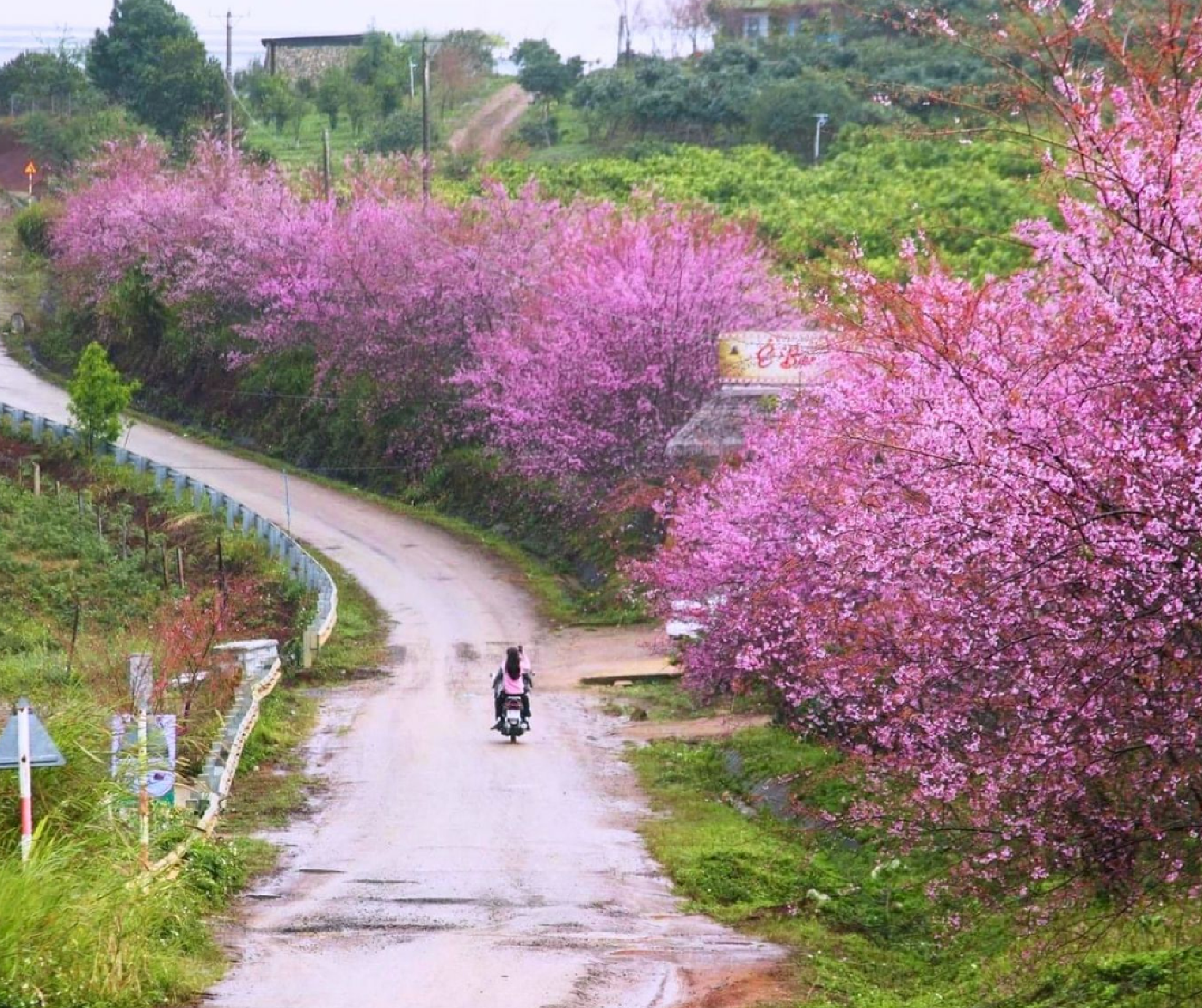 Du khách có thể ngắm hoa anh đào ở nhiều địa điểm