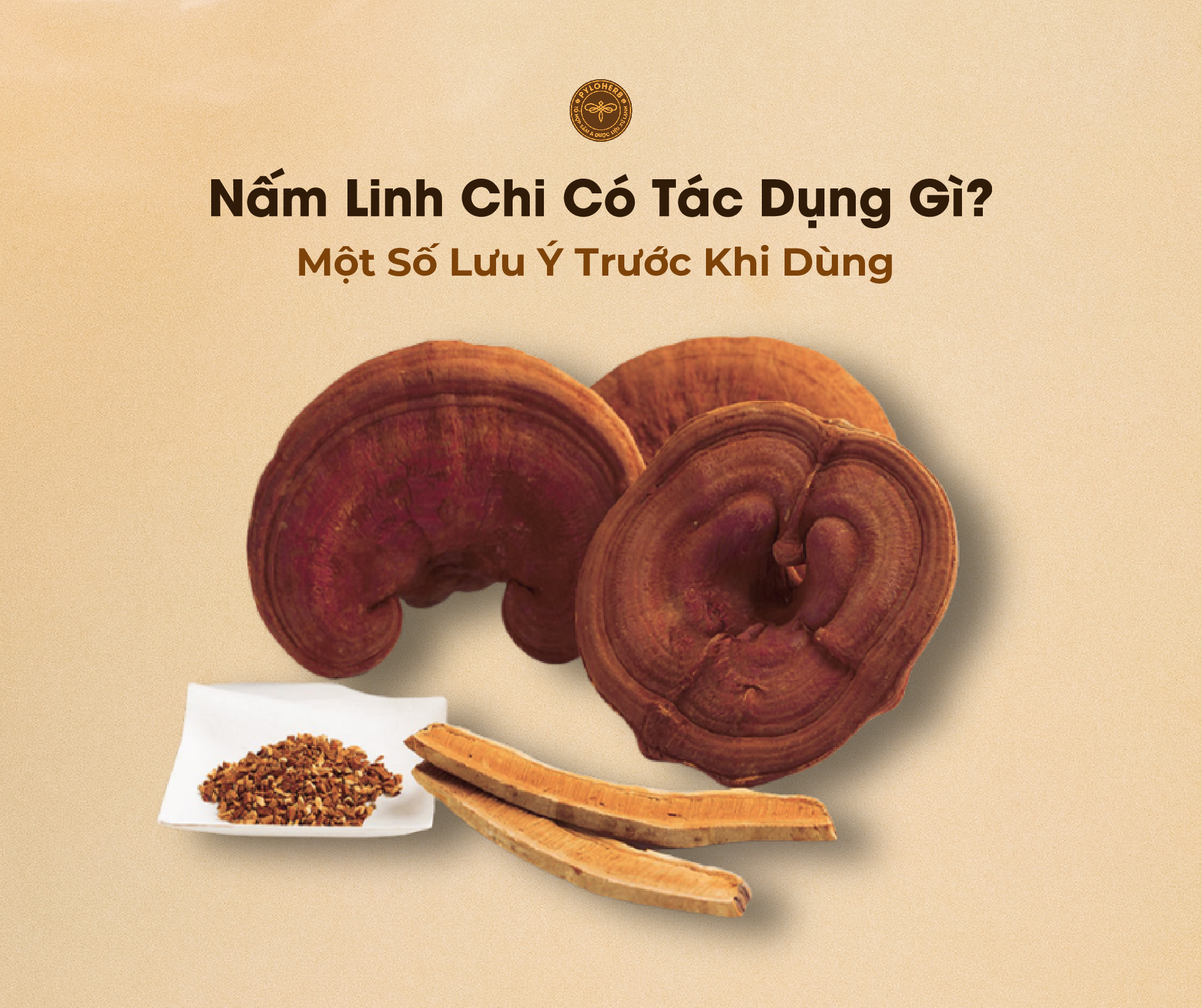 Nấm Linh Chi có tác dụng gì là câu hỏi của nhiều người về loại dược liệu này