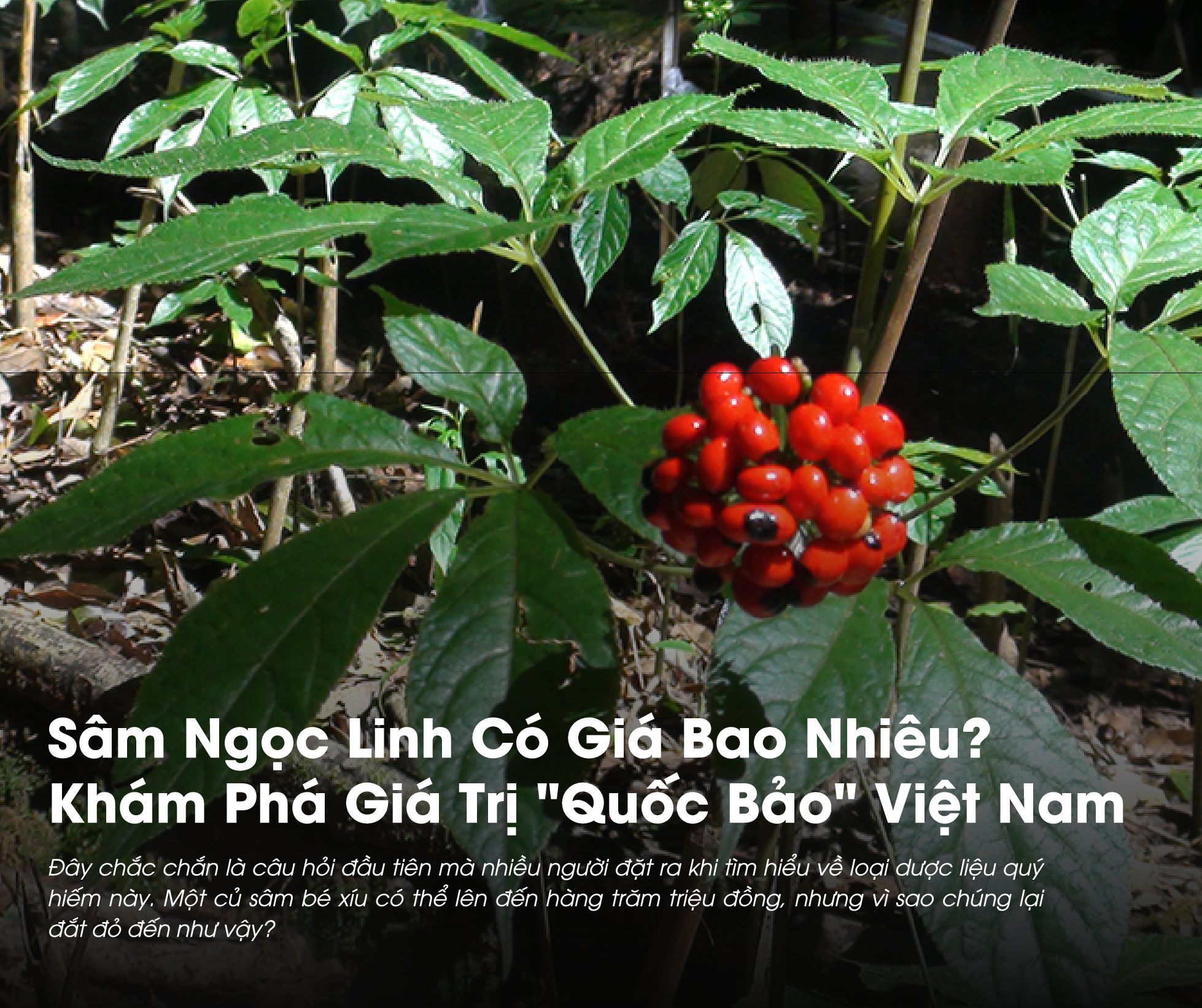 Sâm Ngọc Linh có giá bao nhiêu là câu hỏi của nhiều người trước khi mua