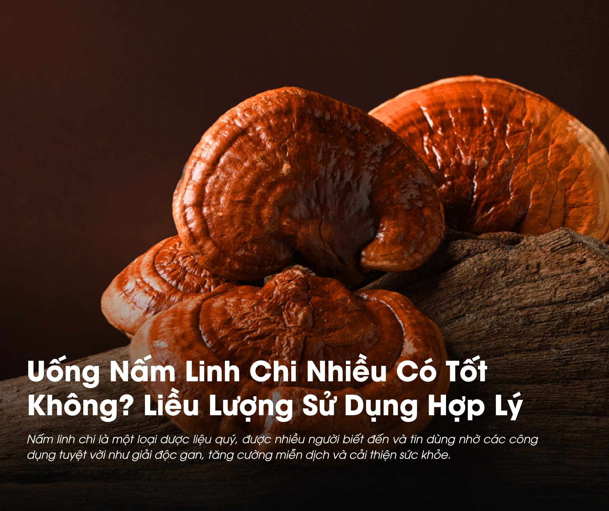 Uống nấm linh chi bao nhiêu là hợp lý? Câu trả lời là tùy vào nhiều trường hợp