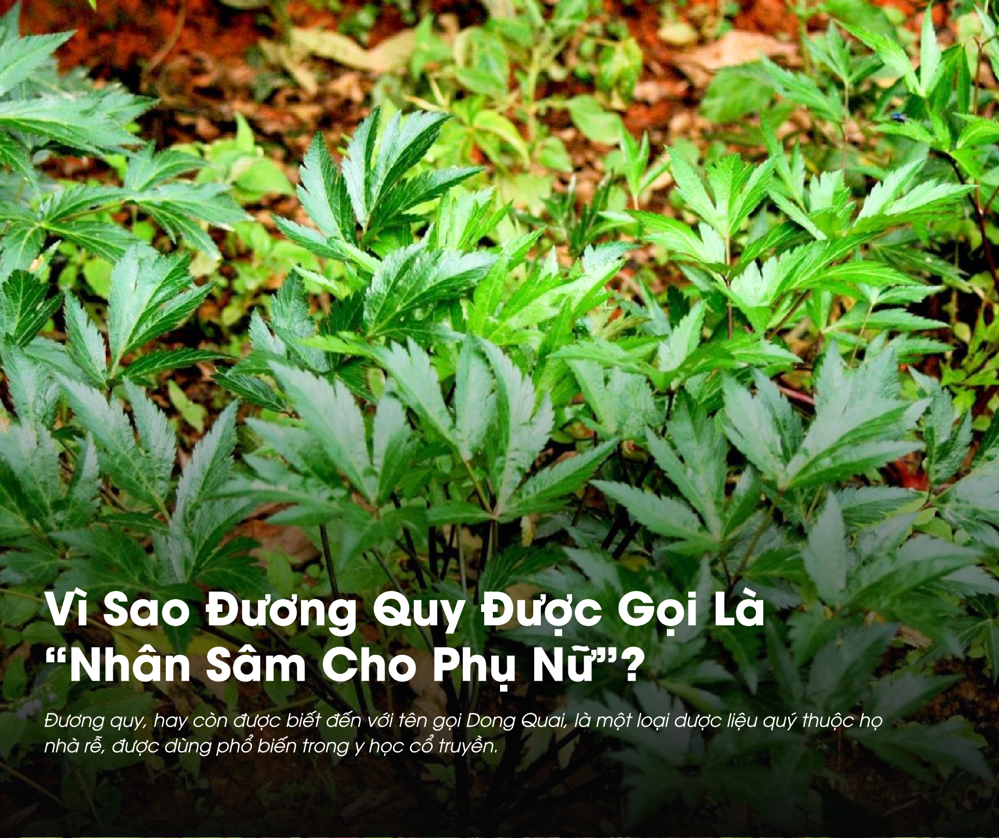 Đương Quy từ lâu là vị thuốc được dùng phổ biến cho phái nữ