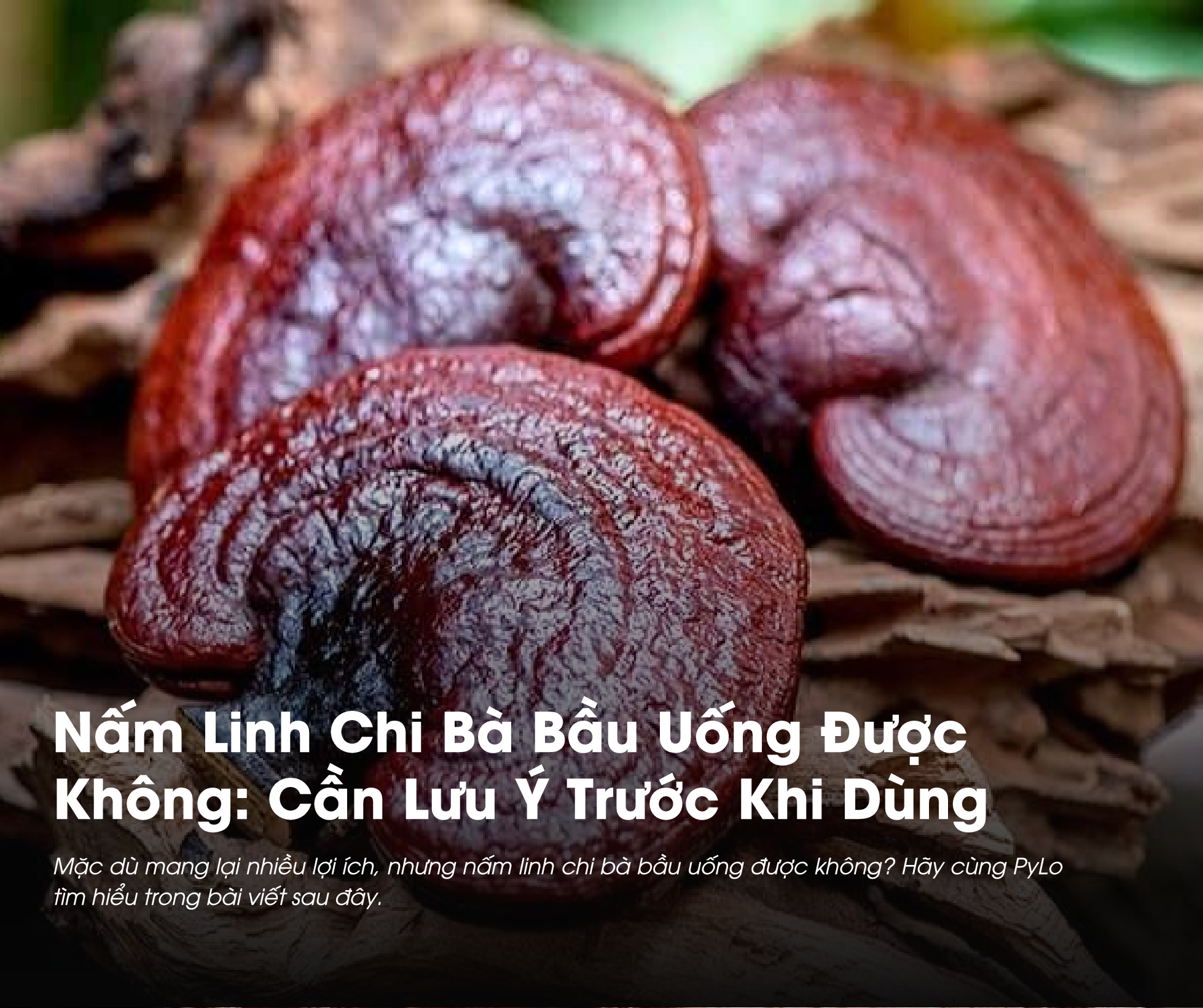 Nấm Linh Chi bà bầu uống được không là thắc mắc của nhiều người khi sử dụng loại nấm này