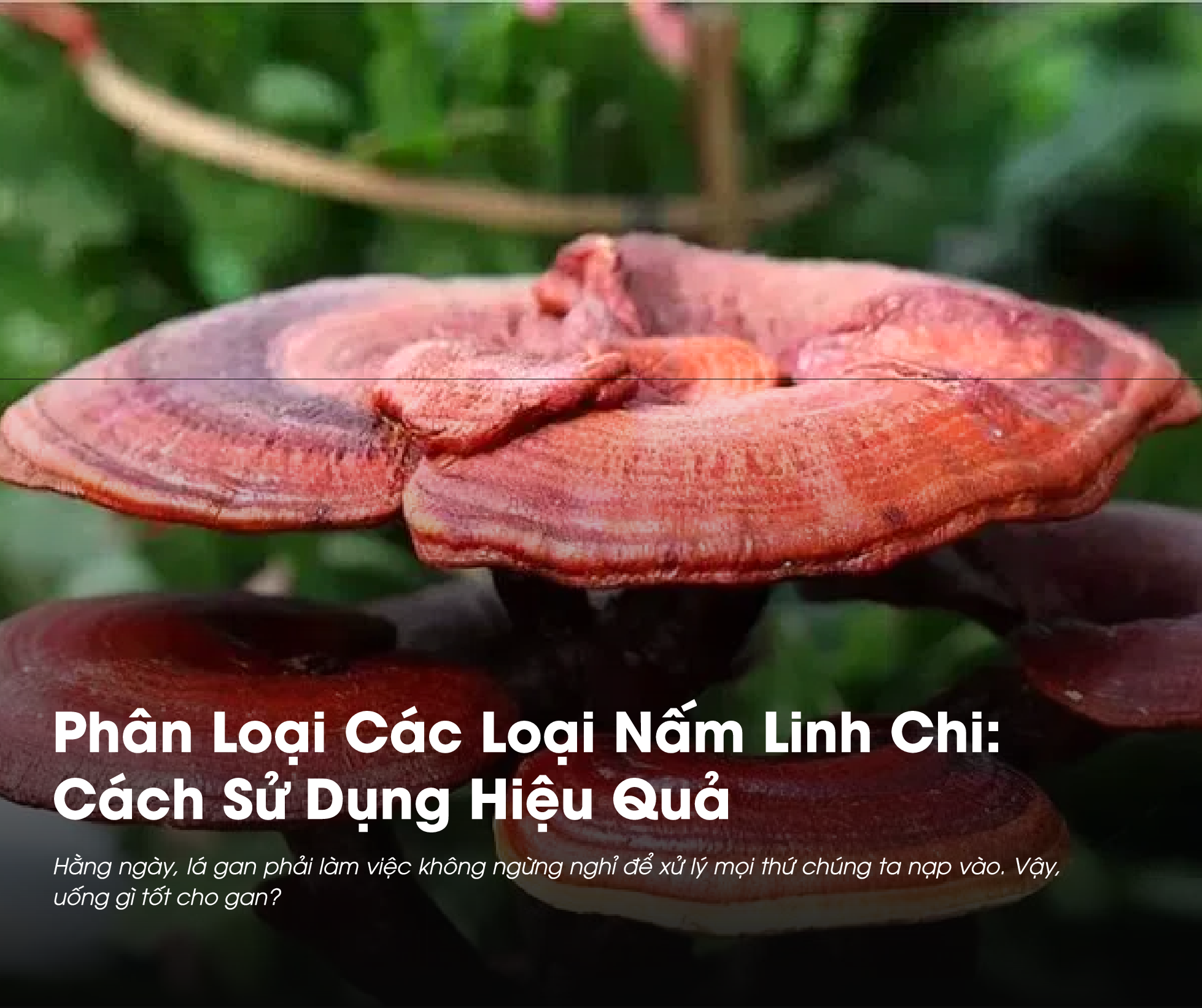 Có nhiều loại nấm linh chi