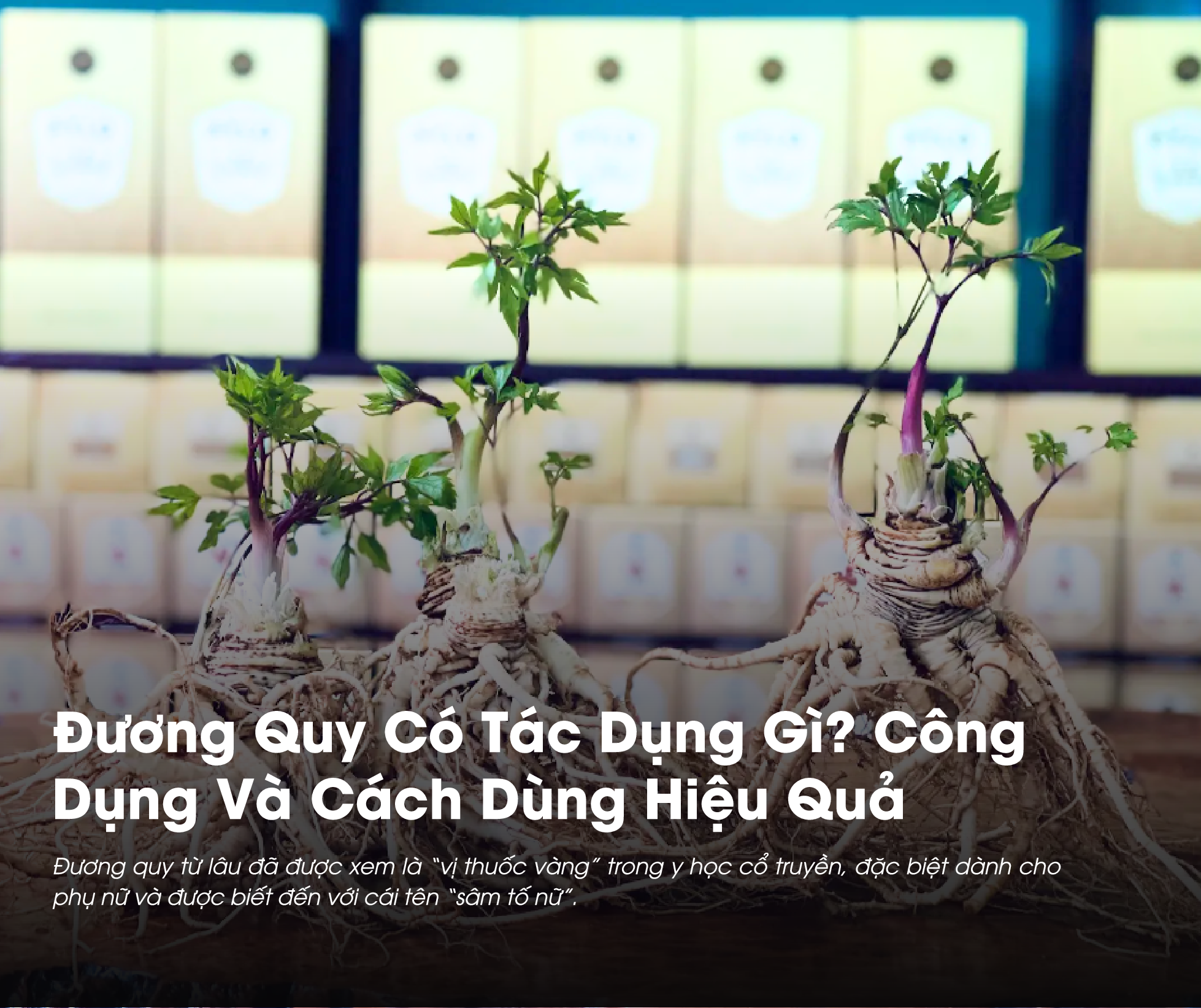 Đương Quy mang nhiều lợi ích cho sức khỏe nữ giới