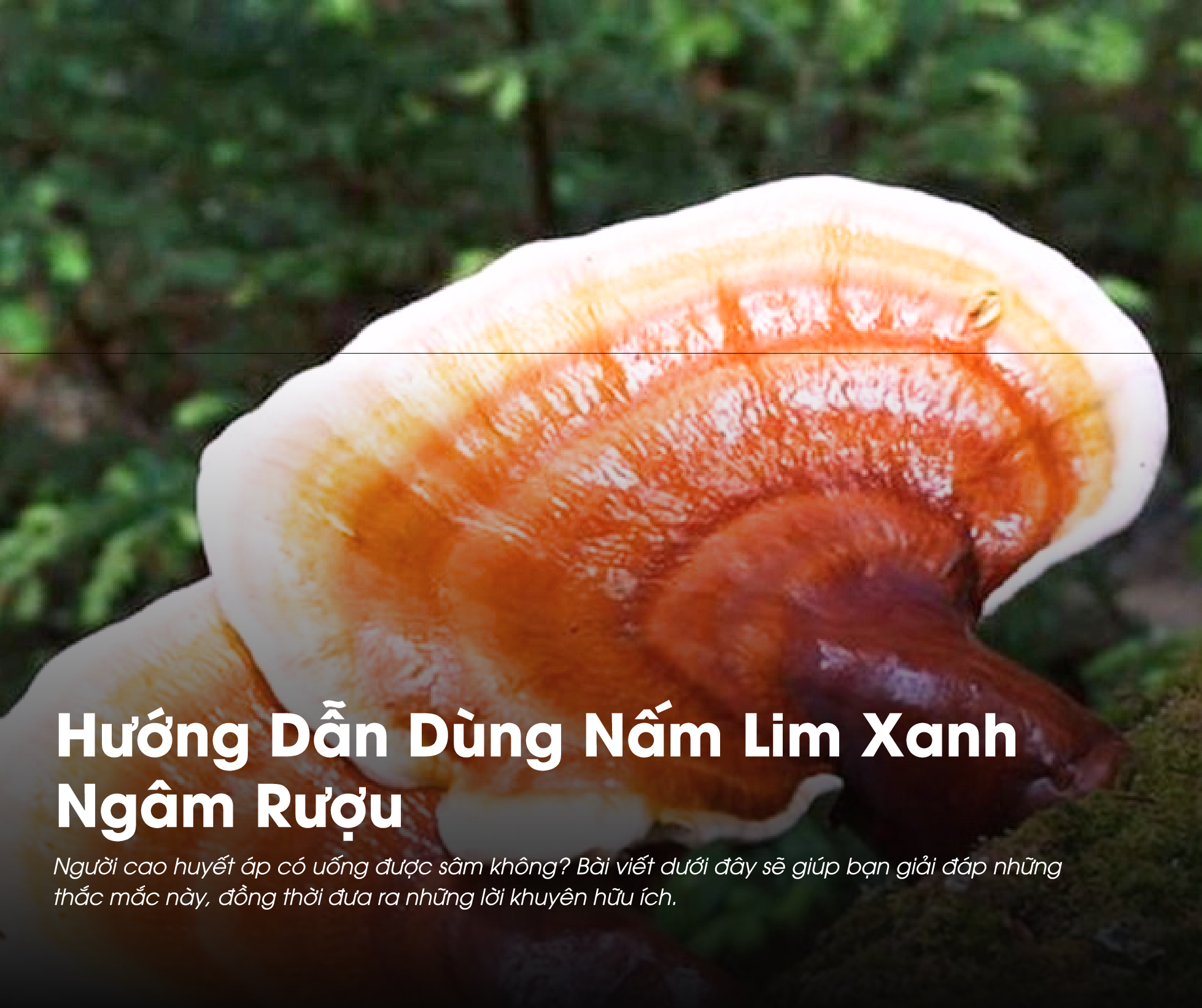 Nấm lim xanh ngâm rượu là một trong những phương pháp chế biến loại nấm này