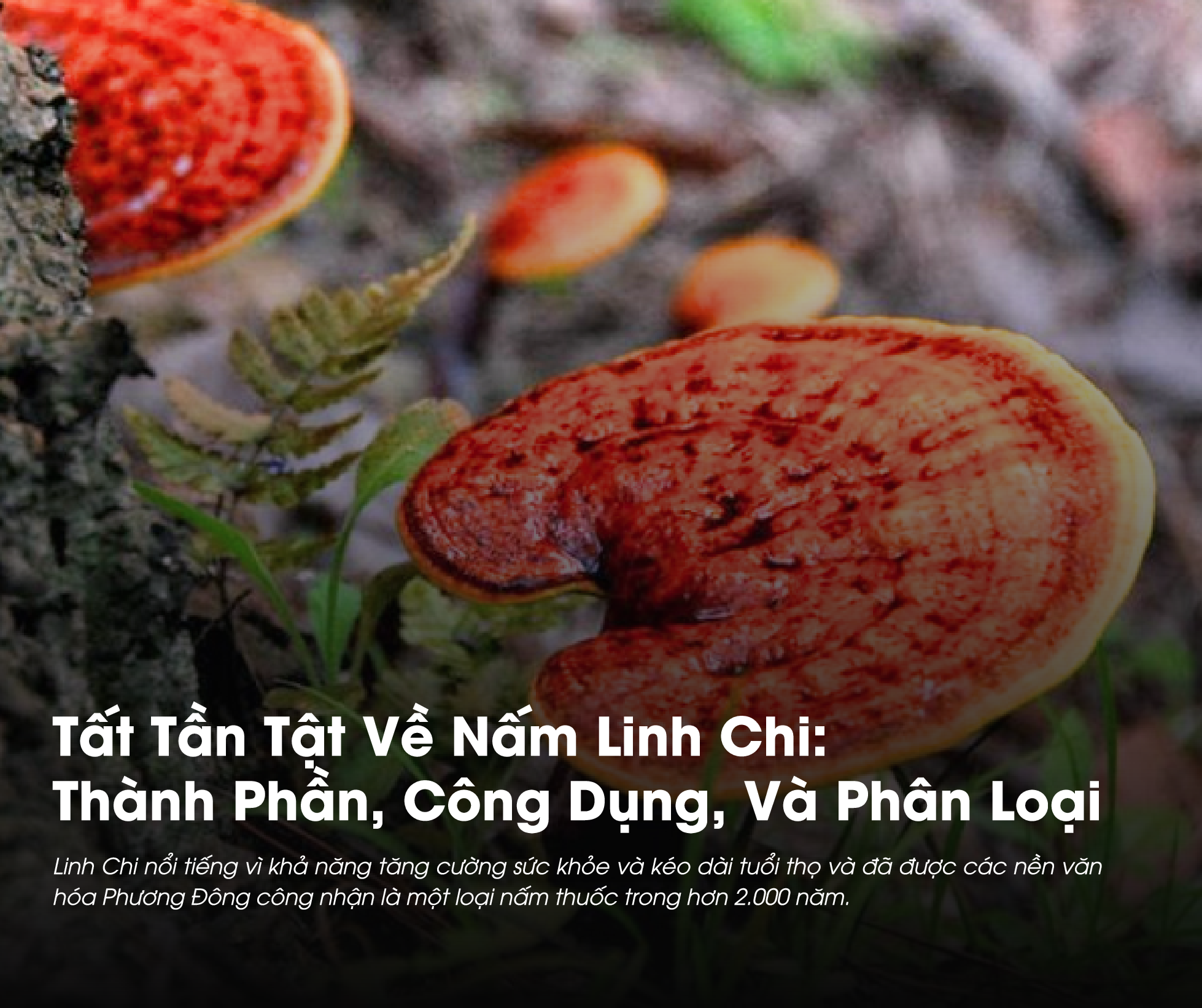 Nấm Linh Chi là loại dược liệu quý trong y học cổ truyền trong hơn 2000 năm