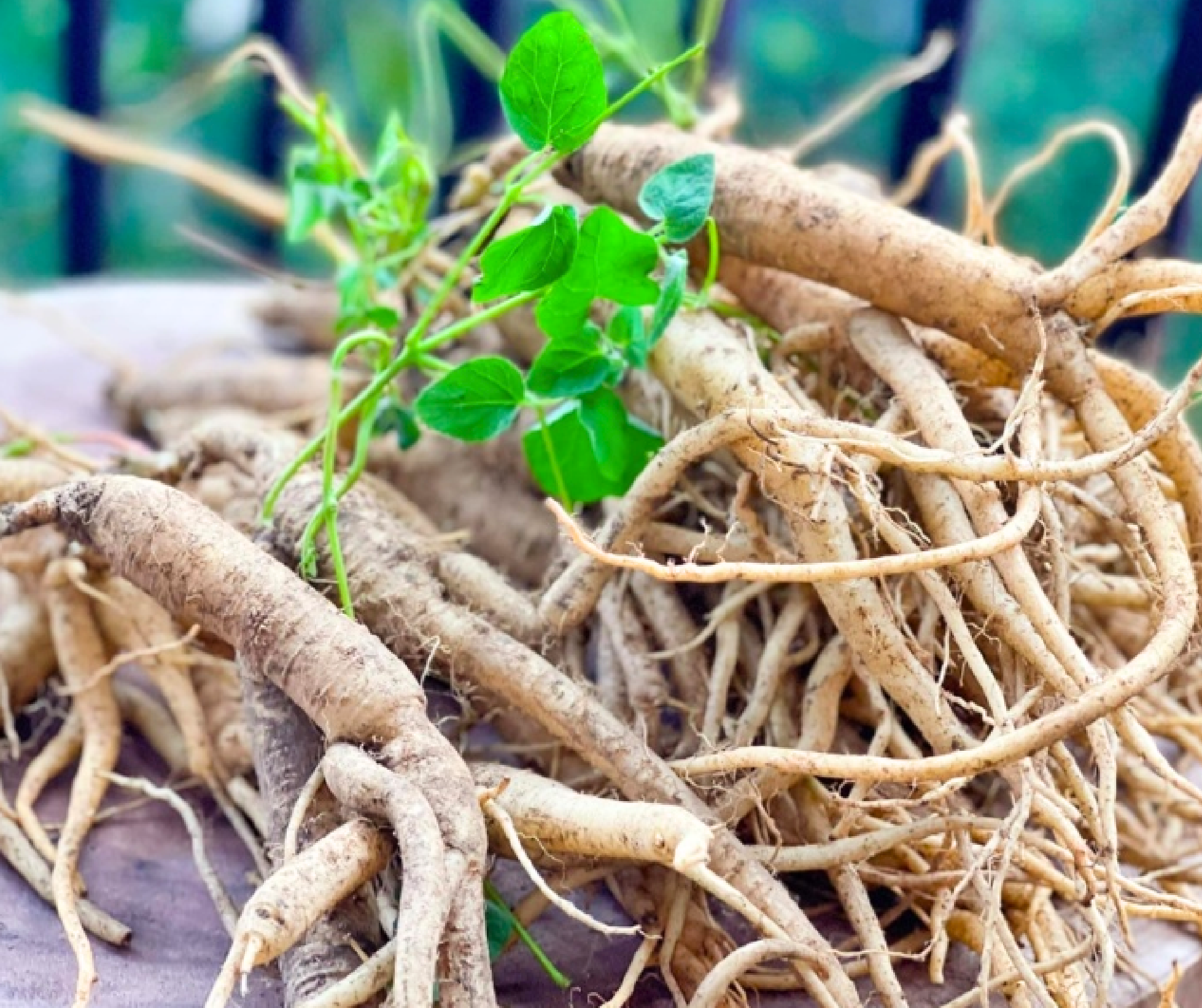 Người cao huyết áp có uống được sâm không? Câu trả lời là có, nhưng cần chọn loại sâm phù hợp