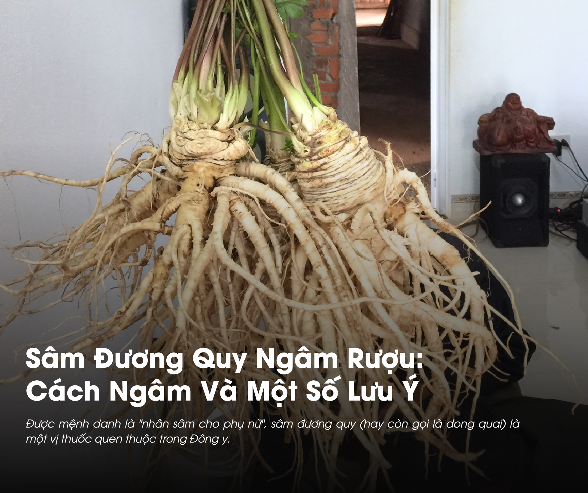 Sâm Đương Quy ngâm rượu là một trong những cách chế biến đương quy hiệu quả