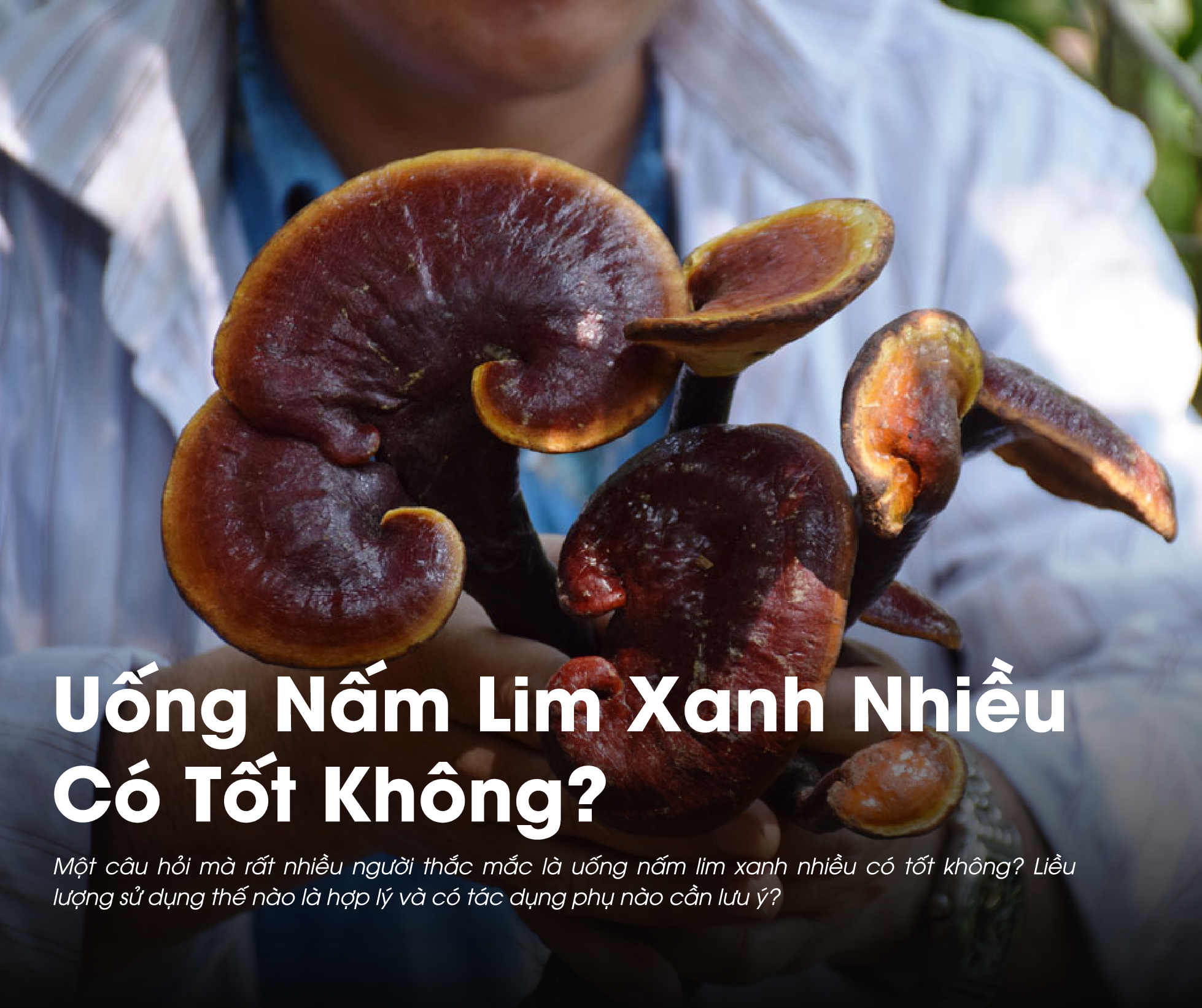 Uống Nấm Lim Xanh nhiều có tốt không là câu hỏi được nhiều người dùng thắc mắc