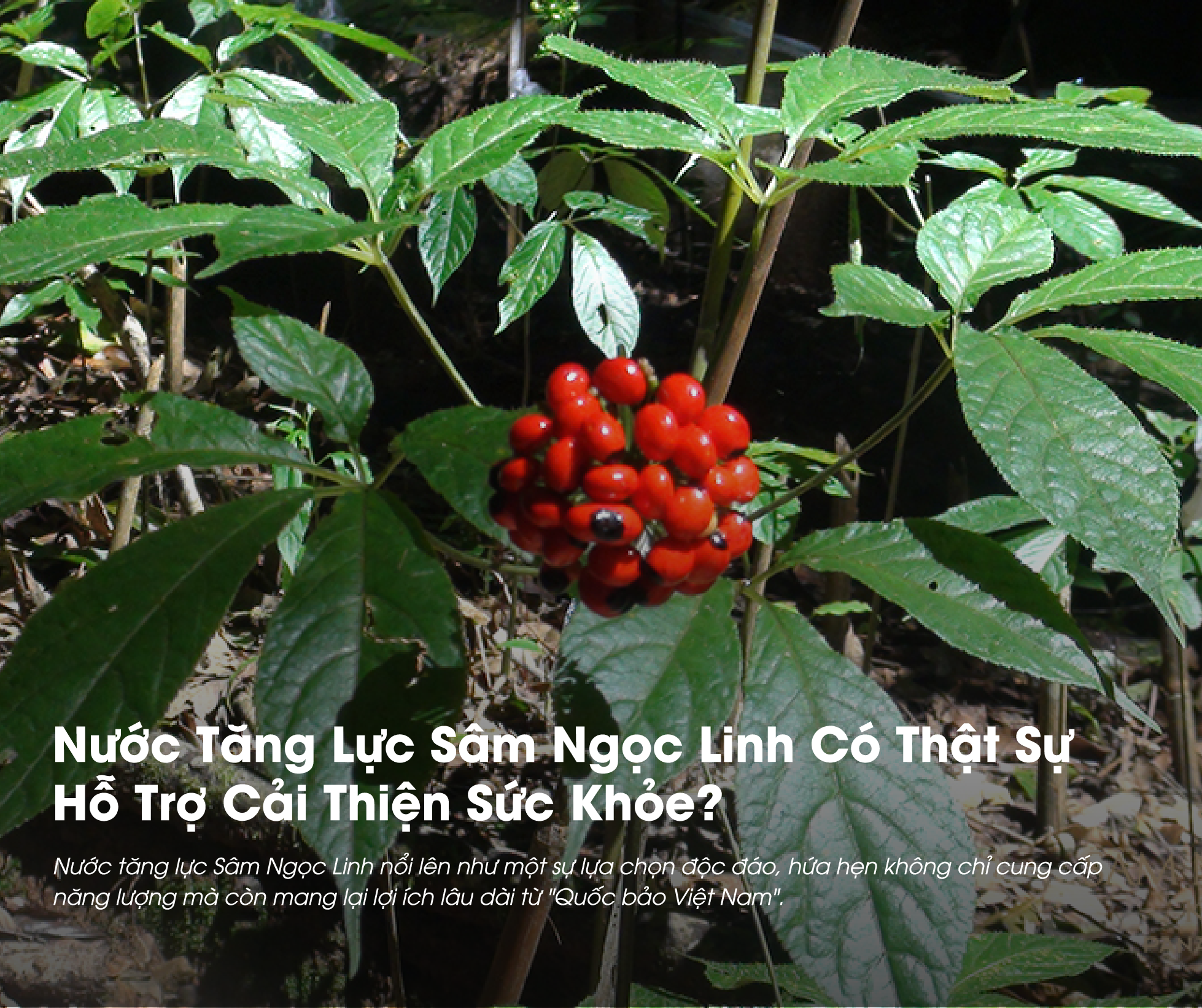 Nước tăng lực Sâm Ngọc Linh đem đến nhiều lợi ích cho sức khỏe