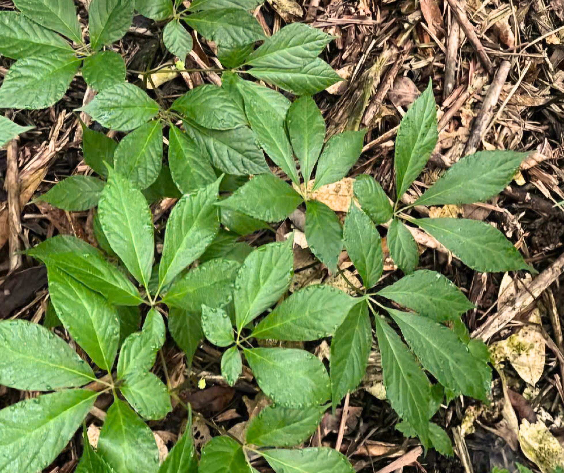 Hình ảnh cây Sâm Ngọc Linh