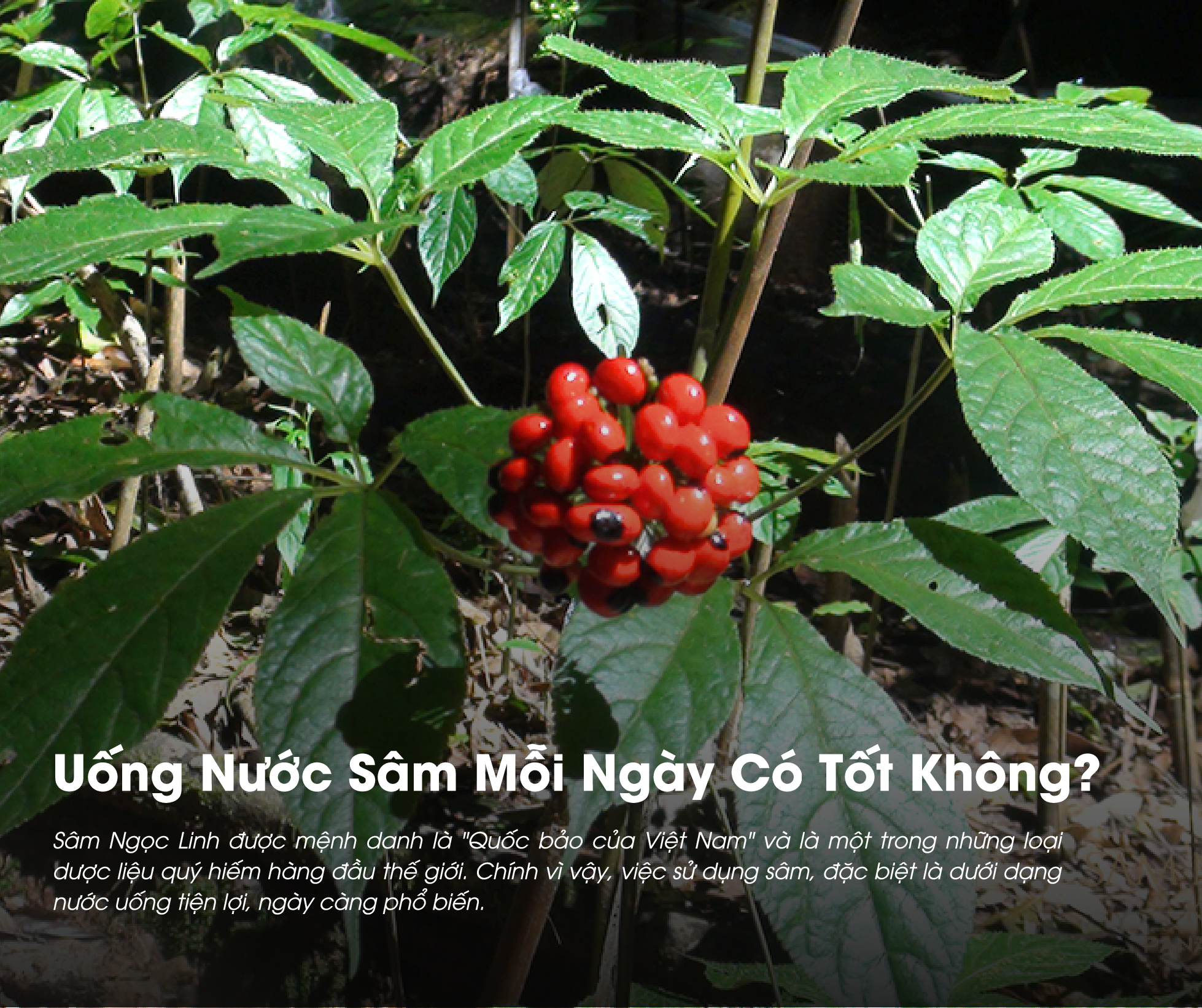 Uống nước sâm mỗi ngày có tốt không là thắc mắc của nhiều người