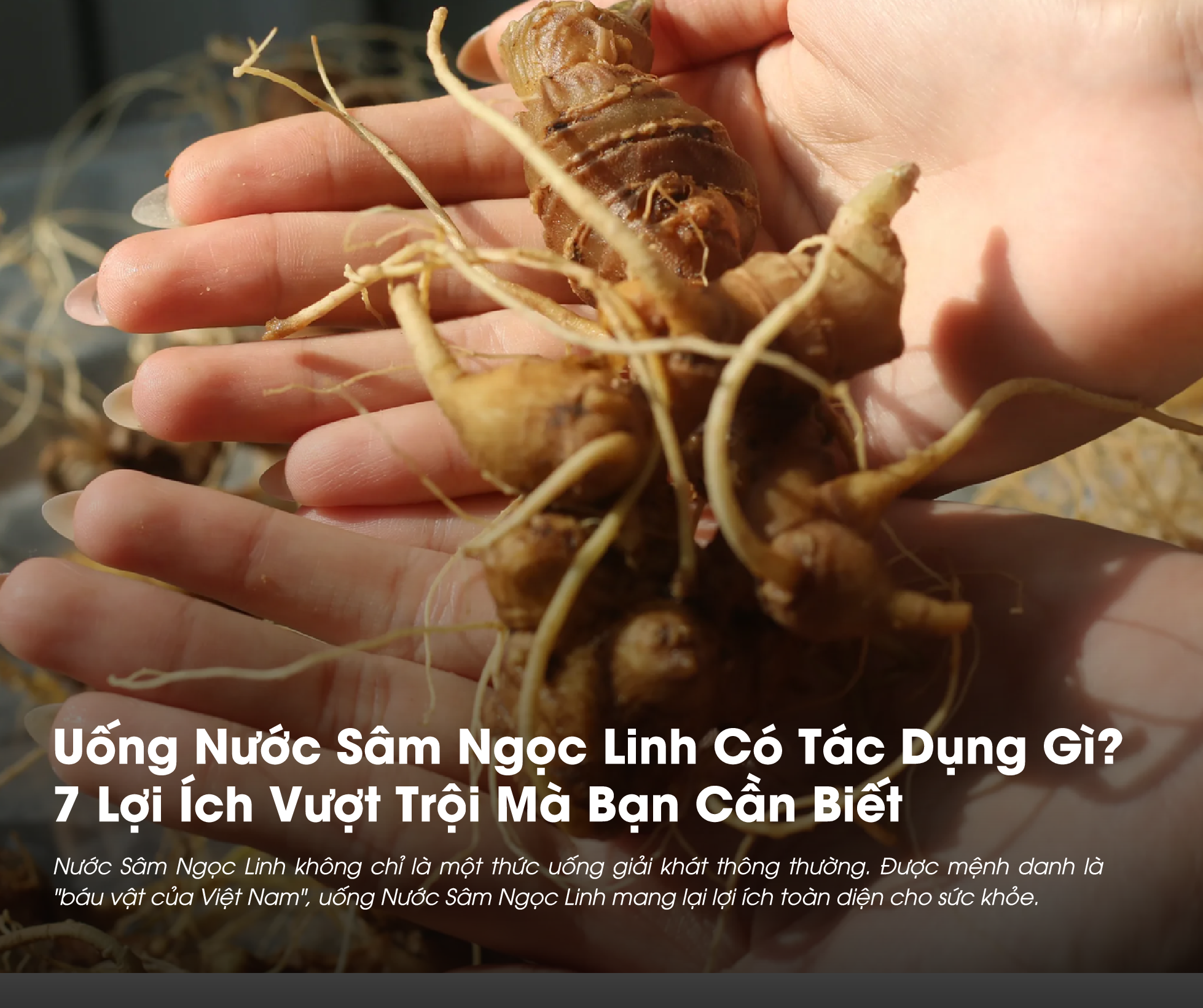 Uống Nước Sâm Ngọc Linh đem lại nhiều lợi ích cho sức khỏe