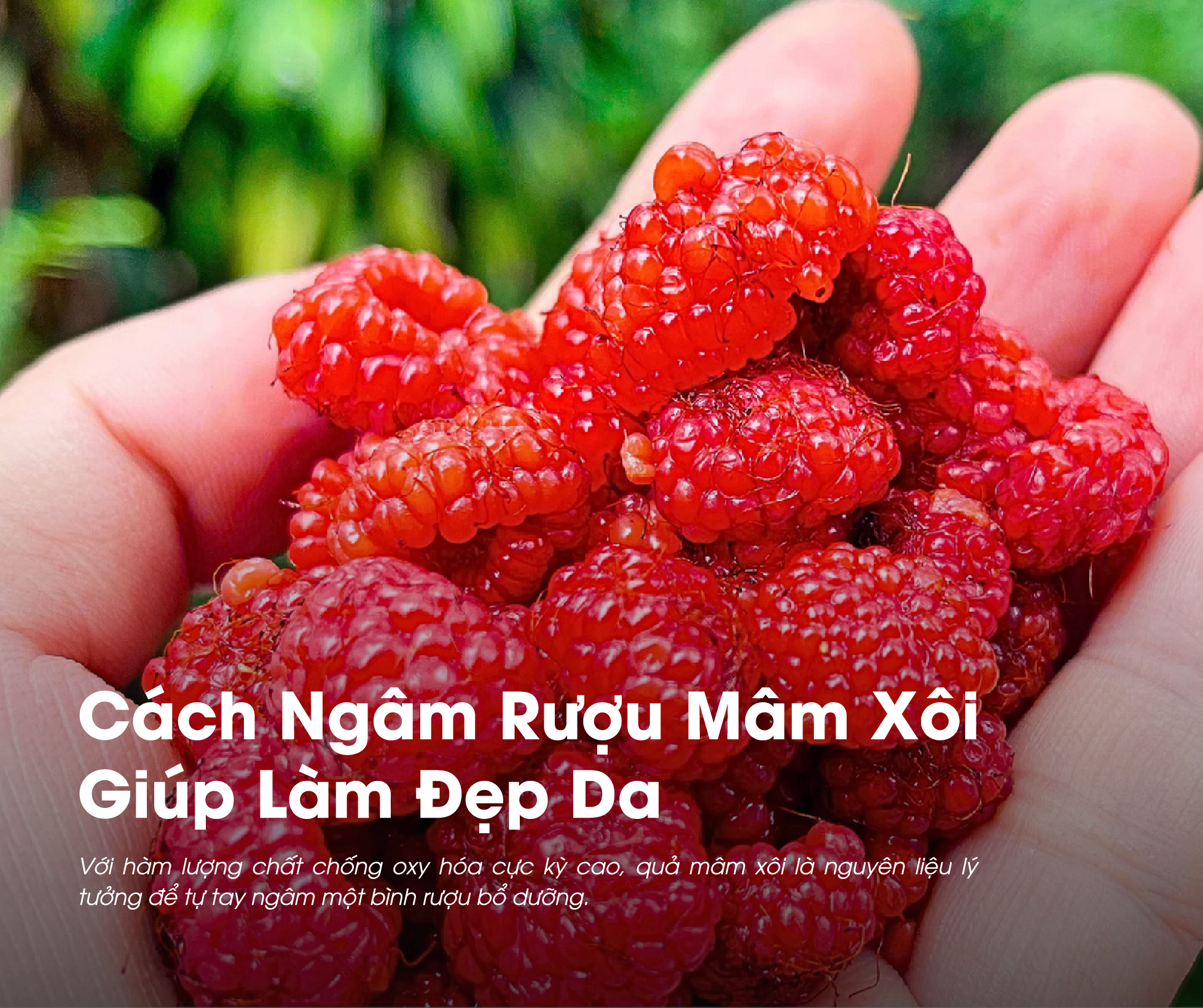 Cách ngâm rượu mâm xôi giúp làm đẹp da
