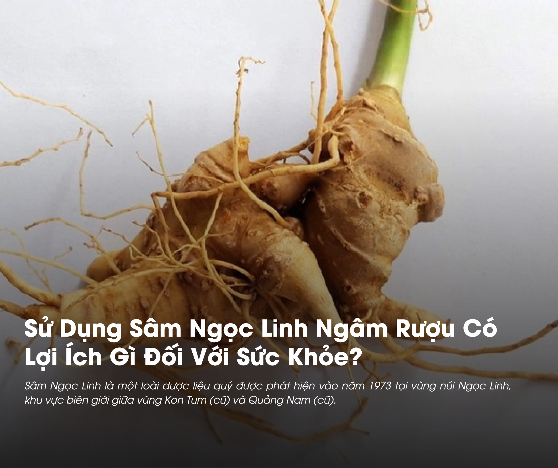 Sử dụng Sâm Ngọc Linh ngâm rượu mang nhiều lợi ích cho sức khỏe