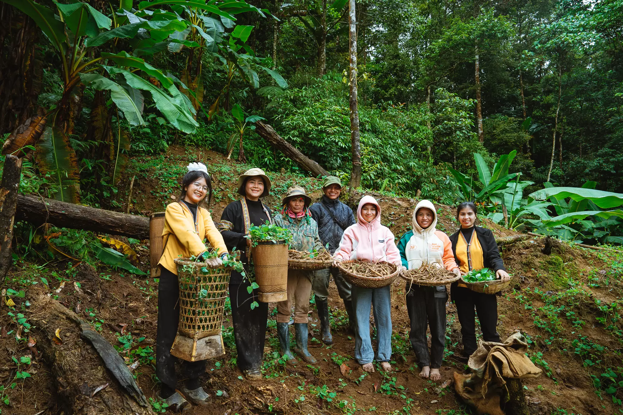 Một ngày đi thu hoạch Sâm của nhân viên PyLoHerb