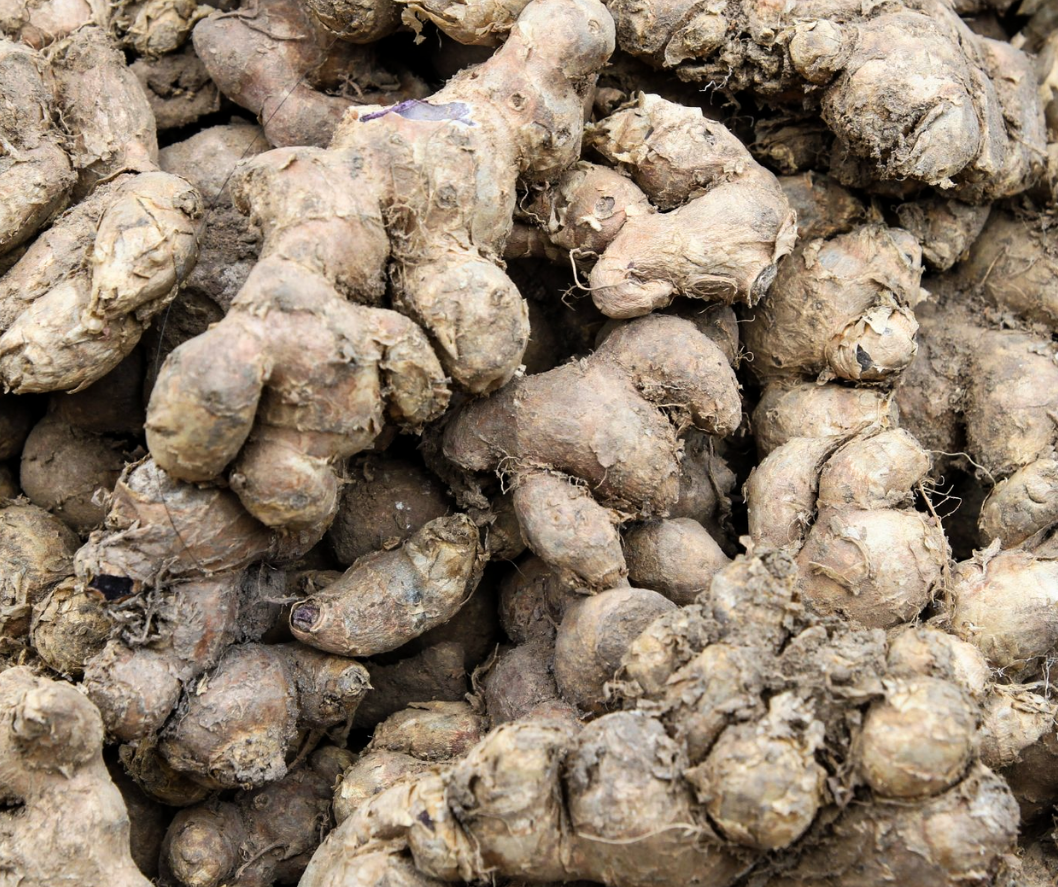 Hình ảnh về củ gừng đen