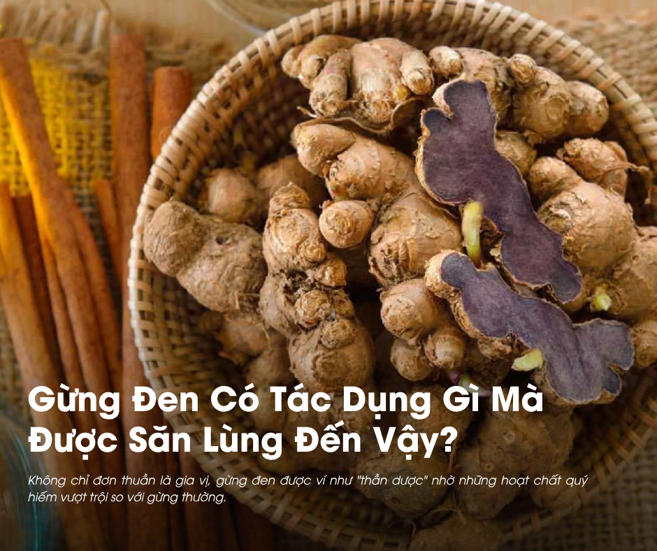 Gừng Đen có tác dụng gì? Không chỉ đơn thuần là gia vị, gừng đen được ví như "thần dược" nhờ những hoạt chất quý hiếm