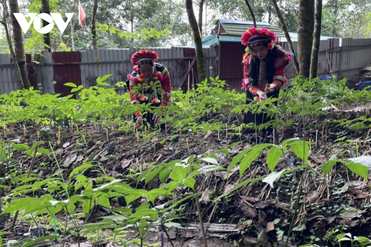 Hình ảnh Sâm Lai Châu